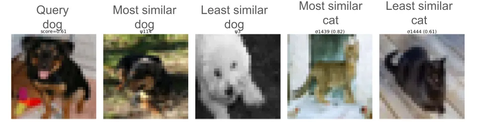 dog explanation